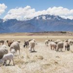 网上正规棋牌娱乐平台的法律合规与安全保障全解析 645qhk2hn