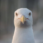 《中国好声音第四季》全程高清直播震撼来袭 c5o7f1